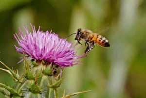 A honey bee hovers on a thistle flower.