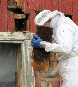 A beekeeper holding a piece of honey comb by a hole in a wall.