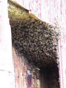 A large number of bees in a wall cavity.