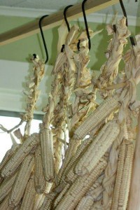 Bunches of dried white corn braided and hanging from hooks.