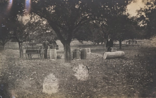 Photo of men, wagons and barrels of potatoes in an orchard