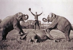 Man standing on one elephant that's lying on its side with one elephant on each side of the man.