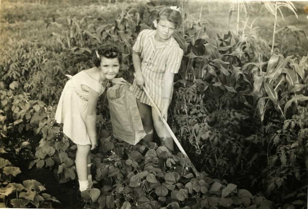 Two young girls hoeing between rows of plants of tomatoes, beans and corn.