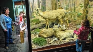 Colored photograph of a diorama with three deer 