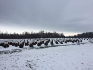 snow laden cemetery