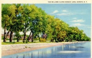willows along a lake