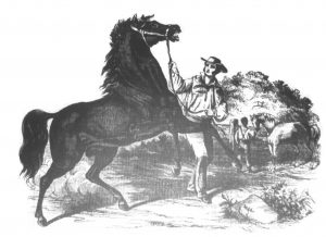 man with a horse