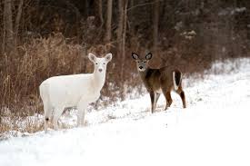 A white deer and brown deer in a field