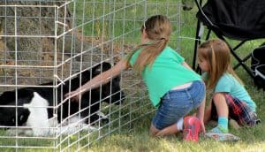 Two little girls kneeling in front of a calf