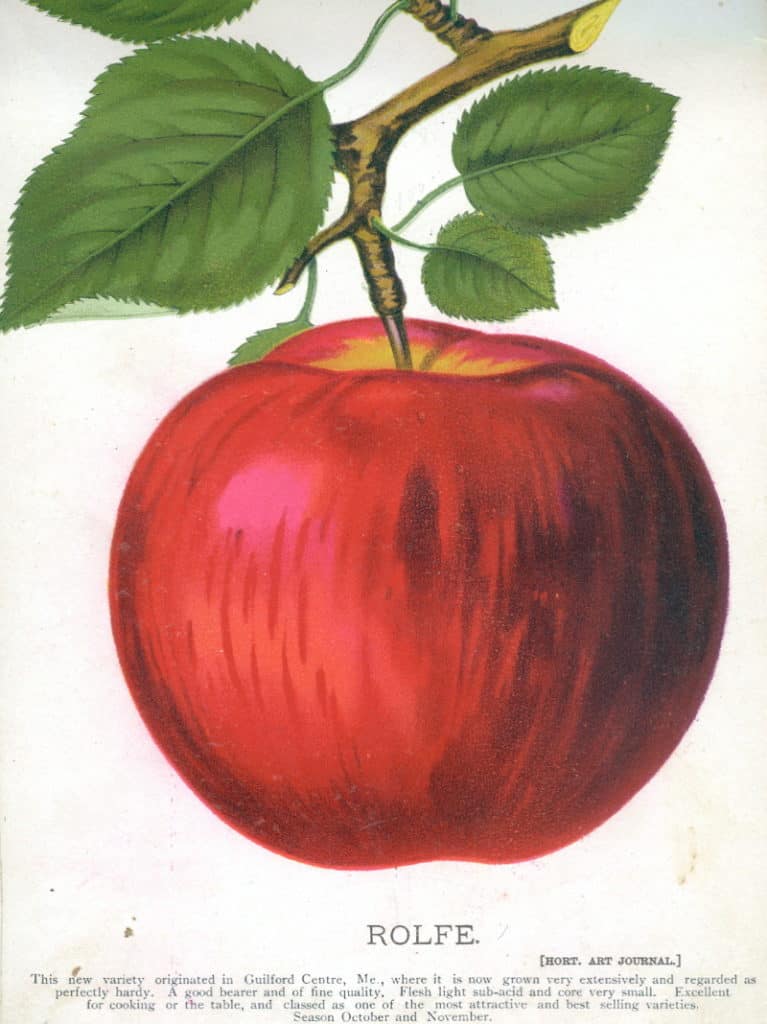 Illustration of a red apple with three leaves labeled ROLFE and the bottom.