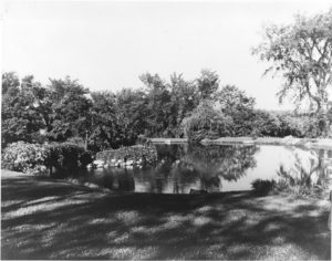 pond surrounded by trees