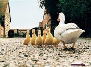 A mother duck herding her ducklings
