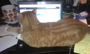 Orange Cat Sitting On Laptop Computer