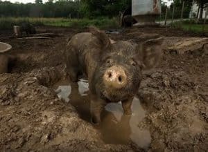 a pig covered in mud standing in a mud puddle