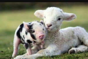 A piglet and lamb sitting together in the grass