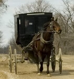 Horse pulling a Mennonite buggy.