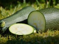 A whole zucchini lying in grass next to one that has several pieces sliced off of it.