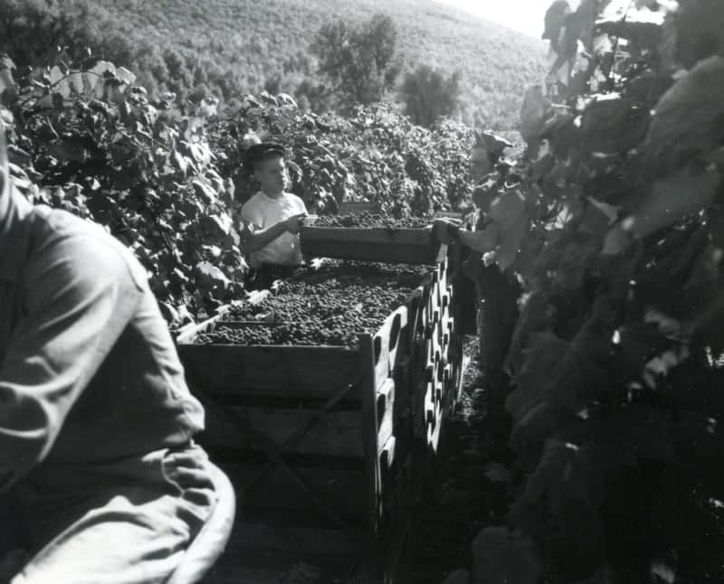 Men stacking flats of grapes in aisle between rows of grapevines.