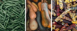 Three images of piled vegetables: one of fresh green beams, one of long winter squash and one of purple and variegated dried field corn.