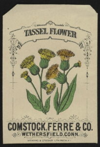 Seed packet illustrated with a yellow tassel-shaped flower from Comstock, Ferre & Co. Wethersfield, CT