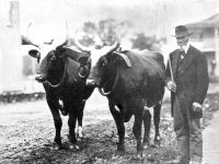 Henry Douglas with a pair of oxen