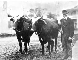 Henry Douglas with a pair of oxen