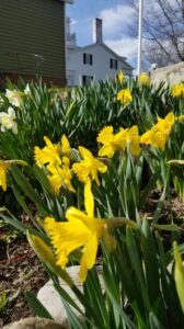 daffodils with Rose Hill in the background