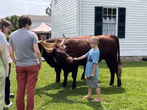little boy feeding an ox at Family Day