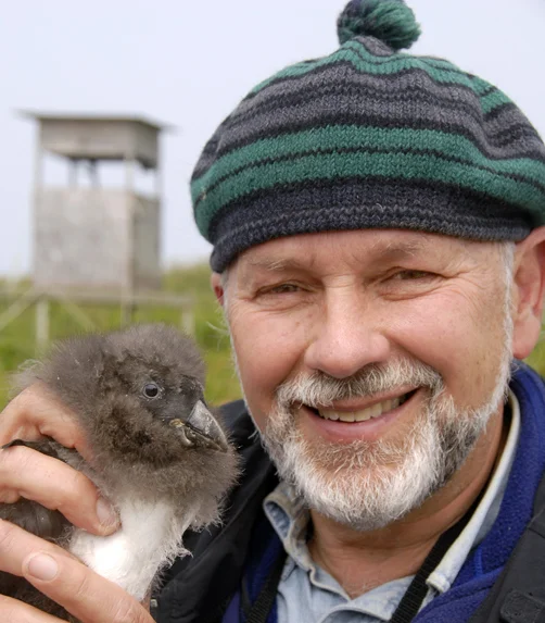 Stephen Kress with an Atlantic Puffin chick in Maine