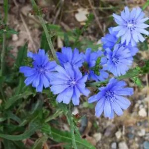 blue flowers