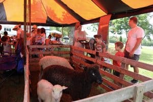 Sheep in a pen surrounded by people at Family Day at Rose Hill Mansion