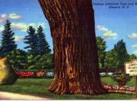 Colored postcard of Lafayette tree and historic marker