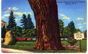 Colored postcard of Lafayette tree and historic marker